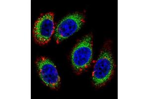 Confocal immunofluorescent analysis of KHSRP Antibody (Center) (ABIN6243242 and ABIN6577321) with U-251MG cell followed by Alexa Fluor 488-conjugated goat anti-rabbit lgG (green). (KHSRP antibody  (AA 470-498))