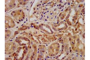 IHC image of ABIN7167453 diluted at 1:300 and staining in paraffin-embedded human kidney tissue performed on a Leica BondTM system. (STRA6 antibody  (AA 530-667))