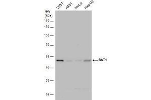 WB Image BAT1 antibody detects BAT1 protein by western blot analysis. (DDX39B antibody)