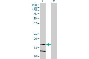 Western Blot analysis of LY86 expression in transfected 293T cell line by LY86 MaxPab polyclonal antibody. (LY86 antibody  (AA 1-162))