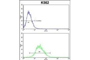 EN2 Antibody (C-term) f flow cytometric analysis of k562 cells (bottom histogram) compared to a negative control cell (top histogram). (EN2 antibody  (C-Term))