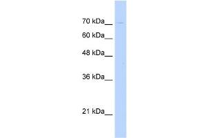 WB Suggested Anti-KIAA1333 Antibody Titration:  0. (G2E3 antibody  (N-Term))