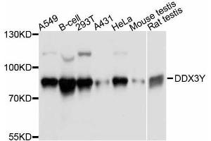 Western blot analysis of extracts of various cell lines, using DDX3Y antibody. (DDX3Y antibody  (AA 1-210))