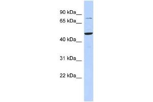 Western Blotting (WB) image for anti-Zinc Finger and SCAN Domain Containing 1 (ZSCAN1) antibody (ABIN2458465) (ZSCAN1 antibody)