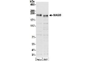 anti-Membrane Associated Guanylate Kinase, WW and PDZ Domain Containing 3 (MAGI3) (AA 1425-1475) antibody