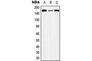 Western blot analysis of CIC expression in HEK293T (A), Raw264. (CIC antibody  (Center))