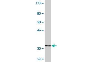 GNG5 antibody  (AA 1-68)