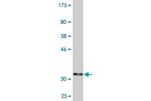 GNG5 antibody  (AA 1-68)