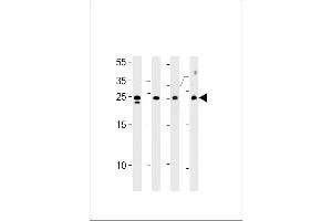 Translin antibody  (AA 109-138)