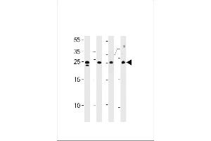 TSN Antibody (Center) (ABIN656310 and ABIN2845612) western blot analysis in HL-60,Jurkat,K562 cell line mouse spleen tissue lysates (35 μg/lane). (Translin antibody  (AA 109-138))