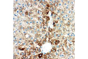 Anti- CYP2E1 antibody, IHC(P) IHC(P): Rat Liver Tissue