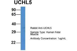 Host: Rabbit  Target Name: UCHL5  Sample Tissue: Human Fetal Muscle  Antibody Dilution: 1. (UCHL5 antibody  (C-Term))