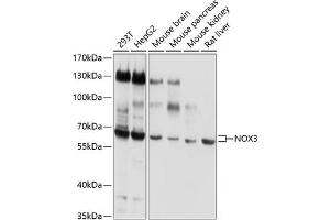 Western blot analysis of extracts of various cell lines, using NOX3 antibody (ABIN6129307, ABIN6144750, ABIN6144751 and ABIN6220324) at 1:1000 dilution. (NOX3 antibody  (AA 223-395))