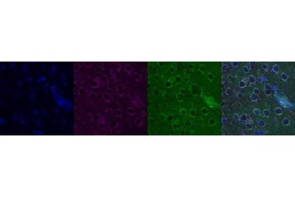 PDYN antibody