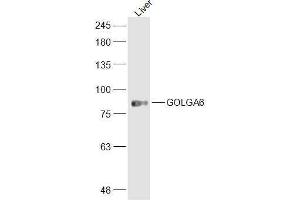 Mouse liver lysates probed with GOLGA6 Polyclonal Antibody, Unconjugated  at 1:300 dilution and 4˚C overnight incubation. (GOLGA6A antibody  (AA 1-100))