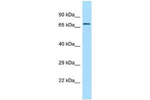 WB Suggested Anti-SGPL1 Antibody Titration: 1. (SGPL1 antibody  (C-Term))