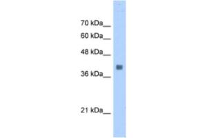 Western Blotting (WB) image for anti-Aldolase A, Fructose-Bisphosphate (ALDOA) antibody (ABIN2463134) (ALDOA antibody)
