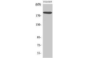 Western Blotting (WB) image for anti-Mediator Complex Subunit 1 (MED1) (Thr2647) antibody (ABIN3177783) (MED1 antibody  (Thr2647))