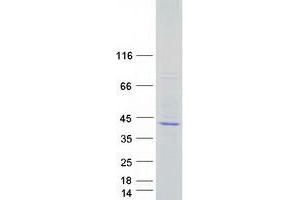 Validation with Western Blot (SCAMP2 Protein (Myc-DYKDDDDK Tag))