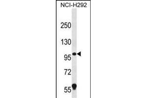 PION Antibody (C-term) (ABIN656412 and ABIN2845706) western blot analysis in NCI- cell line lysates (35 μg/lane). (GSAP antibody  (C-Term))