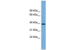 Image no. 1 for anti-Pleckstrin Homology Domain Containing, Family A (phosphoinositide Binding Specific) Member 1 (PLEKHA1) (AA 107-156) antibody (ABIN6744206) (PLEKHA1 antibody  (AA 107-156))