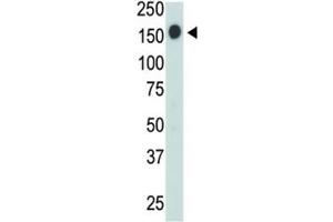 Western Blotting (WB) image for anti-Protein tyrosine Phosphatase, Receptor Type, C (PTPRC) (AA 1245-1275) antibody (ABIN3032401)