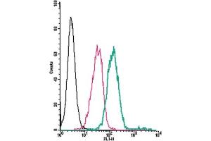 Cell surface detection of GPR132 by direct flow cytometry in live intact human  monocytic leukemia cells: + Rabbit IgG isotype control-FITC.