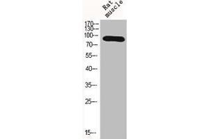 Western Blot analysis of RAT-MUSCLE cells using HIF-1β Polyclonal Antibody (ARNT antibody  (N-Term))