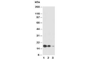 Western blot testing of SCF antibody and Lane 1:  recombinant human protein 10ng (KIT Ligand antibody  (AA 26-44))
