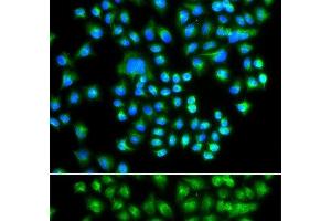 Immunofluorescence analysis of A549 cells using PRKACG Polyclonal Antibody (PRKACG antibody)