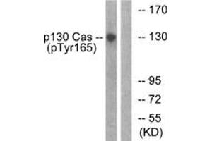 Western blot analysis of extracts from HepG2 cells treated with EGF 200ng/ml 30', using p130 Cas (Phospho-Tyr165) Antibody. (BCAR1 antibody  (pTyr165))