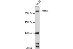 Western blot analysis of extracts of MCF7 cells, using MED1 antibody (ABIN3022447, ABIN3022448, ABIN3022449, ABIN1513196 and ABIN6218824) at 1:1000 dilution.