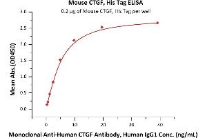 Immobilized Mouse CTGF, His Tag (ABIN6386422,ABIN6388278) at 2 μg/mL (100 μL/well) can bind Monoclonal A CTGF Antibody, Human IgG1 with a linear range of 0.