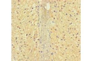 Immunohistochemistry of paraffin-embedded human adrenal gland tissue using ABIN7144378 at dilution of 1:100 (AP3M2 antibody  (AA 1-273))