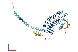 AlphaFold protein structure predicition of Mouse Recombinant Lrrc2 Protein, UniprotID Q8VDB8