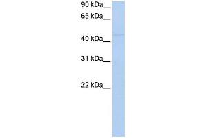 WB Suggested Anti-NR2F1 Antibody Titration:  0. (NR2F1 antibody  (N-Term))