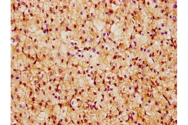 USP31 antibody  (C-Term)