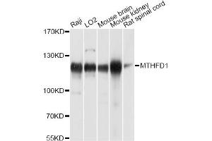 Western blot analysis of extracts of various cell lines, using MTHFD1 antibody. (MTHFD1 antibody)
