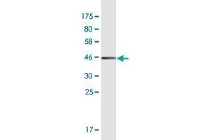 Western Blot detection against Immunogen (36. (PRR4 antibody  (AA 17-116))