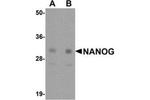 Western blot analysis of NANOG in human spleen tissue lysate with NANOG antibody at (A) 1 and (B) 2 μg/ml.