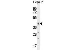 CCNI2 Antibody (Center) western blot analysis in HepG2 cell line lysates (35µg/lane). (CCNI2 antibody  (Middle Region))