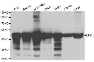 Western blot analysis of extracts of various cell lines, using ENO1 antibody. (ENO1 antibody  (AA 1-434))
