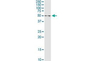 UAP1 MaxPab rabbit polyclonal antibody. (UAP1 antibody  (AA 1-505))