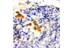 Anti-FLI1 antibody, IHC(P) IHC(P): Rat Spleen Tissue (FLI1 antibody  (N-Term))