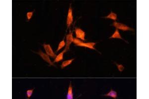 Immunofluorescence analysis of NIH-3T3 cells using MMP10 Polyclonal Antibody at dilution of 1:100 (40x lens). (MMP10 antibody)