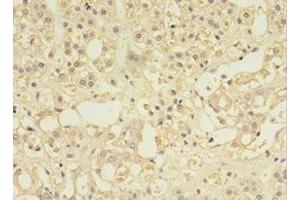 Immunohistochemistry of paraffin-embedded human adrenal gland tissue using ABIN7146032 at dilution of 1:100 (MYCBP antibody  (AA 2-103))