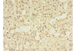 Immunohistochemistry of paraffin-embedded human adrenal gland tissue using ABIN7146032 at dilution of 1:100 (MYCBP antibody  (AA 2-103))