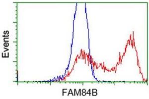 HEK293T cells transfected with either RC207996 overexpress plasmid (Red) or empty vector control plasmid (Blue) were immunostained by anti-FAM84B antibody (ABIN2453034), and then analyzed by flow cytometry. (FAM84B antibody)