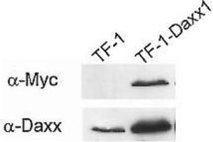 Western Blotting (WB) image for anti-Death-Domain Associated Protein (DAXX) antibody (ABIN187532) (DAXX antibody)