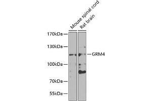 Western blot analysis of extracts of various cell lines, using GRM4 antibody (ABIN6128231, ABIN6141425, ABIN6141426 and ABIN6223112) at 1:1000 dilution. (Metabotropic Glutamate Receptor 4 antibody  (AA 33-290))
